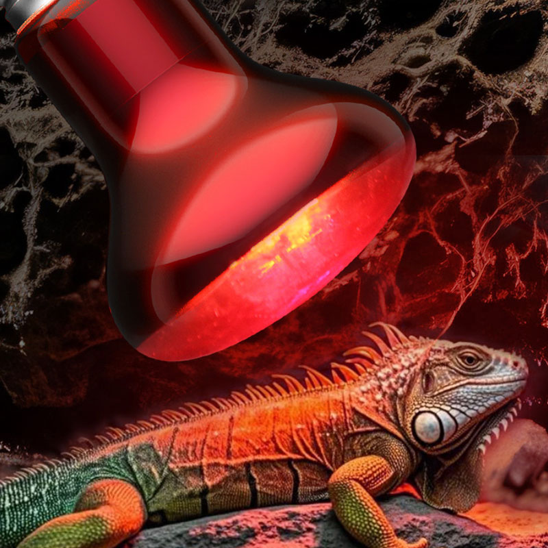 Żarówka grzewcza dla gadów 100 – Gecko Lighting & Decor recenzja i cena
