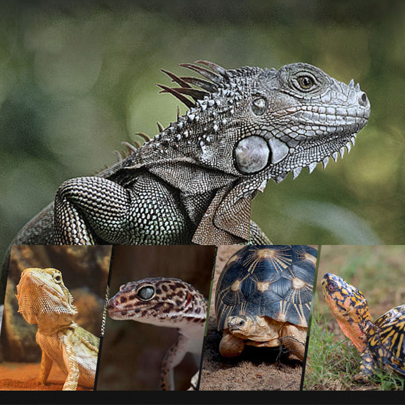Żarówka grzewcza dla gadów 100 – Gecko Lighting & Decor recenzja i cena
